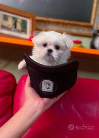 Cucciolo Maltese taglia piccola