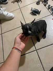 Bulldog francese Femmina