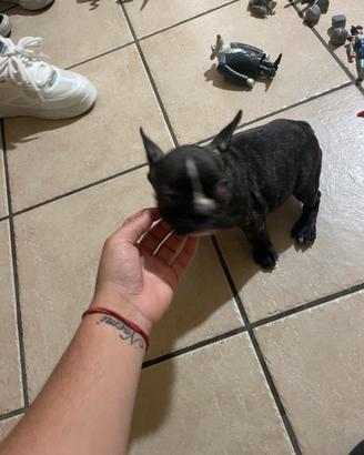 Bulldog francese Femmina