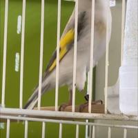 Opale