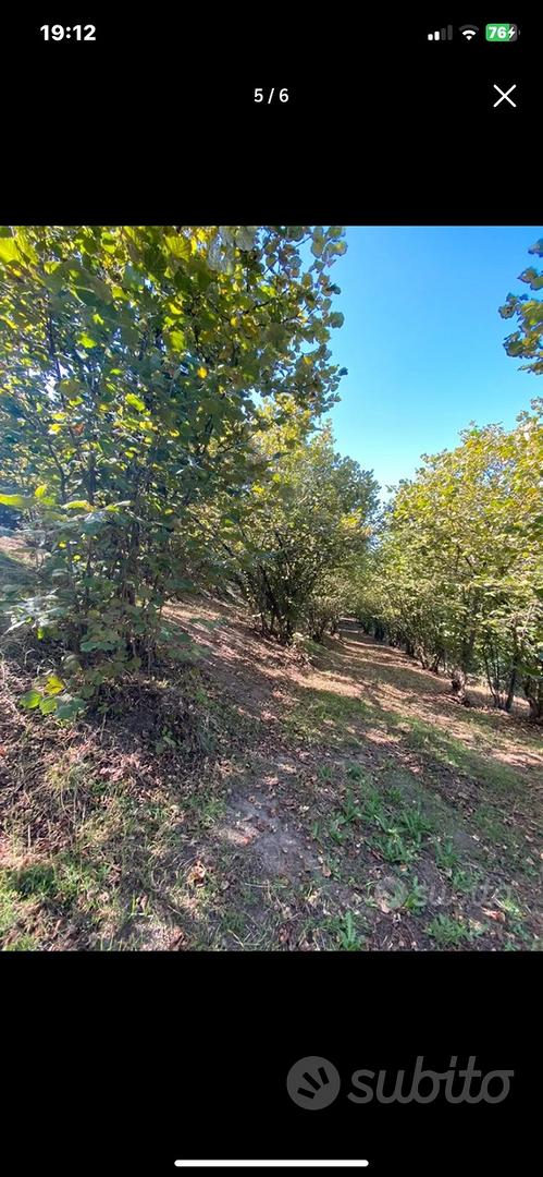Terreno noccioleto - Vista 4