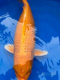 Carpa Koi Orenji Ogon