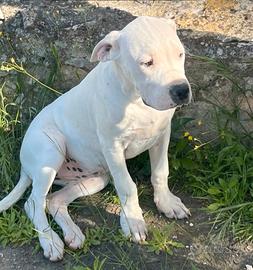 Cucciola DI Dogo Argentino