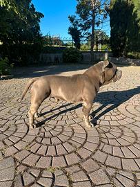 American bully