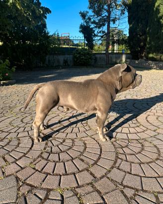 American bully