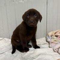 Cuccioli di Labrador chocolate con pedigree Enci