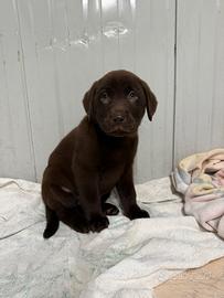 Cuccioli di Labrador chocolate con pedigree Enci