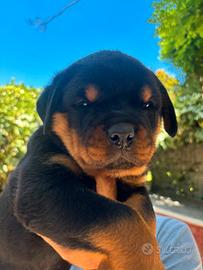 Rottweiler