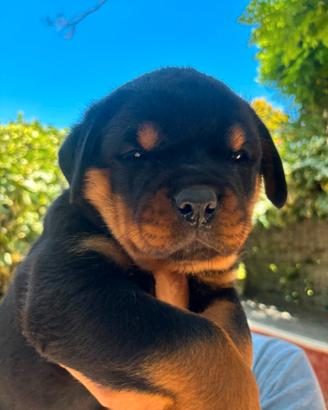 Rottweiler
