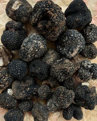 Tartufo estivo