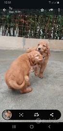 Golden retriever