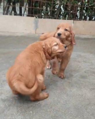 Golden retriever