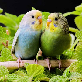 Cocorite australiane