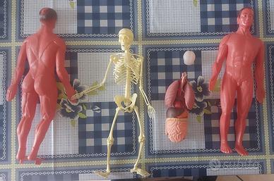 Modello anatomico "Esplorando il corpo umano" 