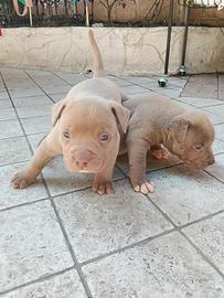 American Bully XL Femmine lilac