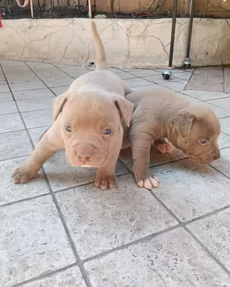 American Bully XL Femmine lilac