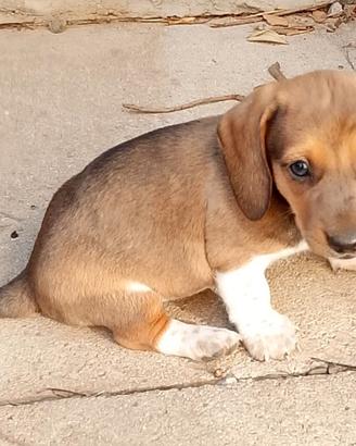 2 cuccioli di bassotto Piebald maschi