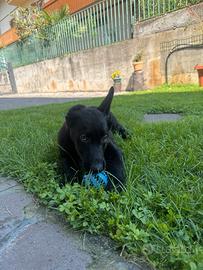 Pastore tedesco linea da lavoro (grigioni)