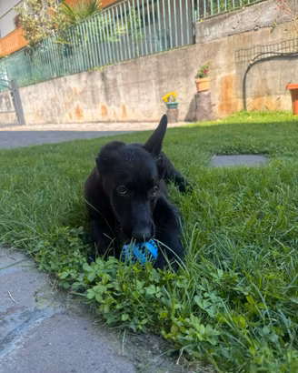 Pastore tedesco linea da lavoro (grigioni)