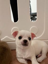 Chiwawa