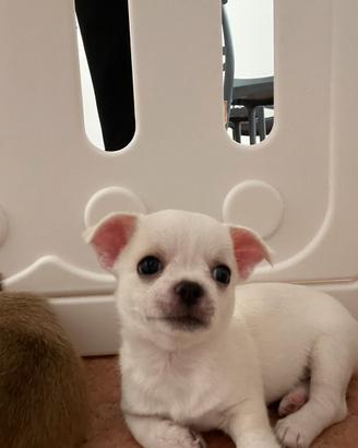 Chiwawa