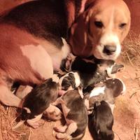 Beagle cuccioli pedigree enci