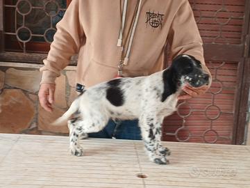 Cuccioli o cuccioloni di setter inglese