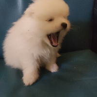 Cucciola volpino di Pomerania