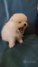 Cucciola volpino di Pomerania