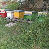 Famiglie di api ligustica