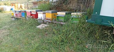 Famiglie di api ligustica