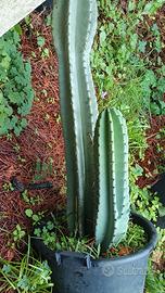 Cactus cereus oltre 2 MT con figlietto