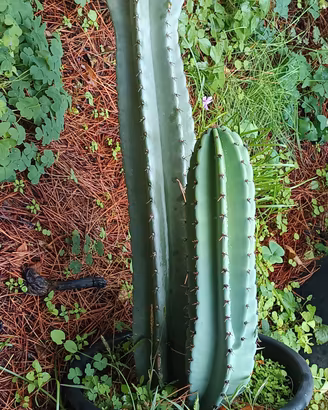 Cactus cereus oltre 2 MT con figlietto