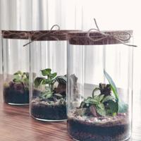 Terrari di piante tropicali