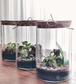 Terrari di piante tropicali