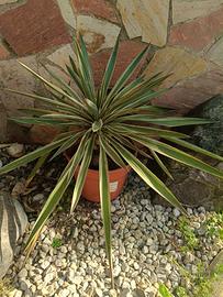 pianta agave 