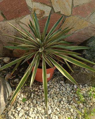 pianta agave 