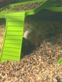 Mus musculus domesticus