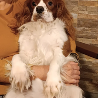 Cavalier king maschio per monta
