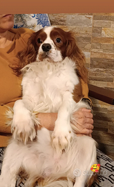 Cavalier king maschio per monta