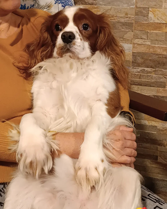 Cavalier king maschio per monta