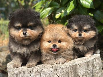 POMERANIA da allevamento