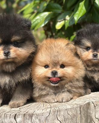 POMERANIA da allevamento