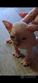Cuccioli di gatto Spinx