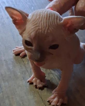 Cuccioli di gatto Spinx