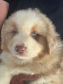 Red Merle pastore australiano