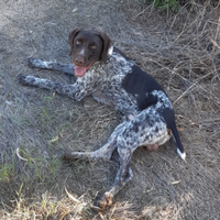 Drahthaar 5 anni disponibile per monta