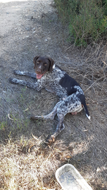 Drahthaar 5 anni disponibile per monta