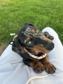 Disponibile per monta -Bassotto Arlecchino Maschio