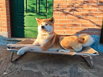 Akita Inu maschio con pedigree per accoppiamento